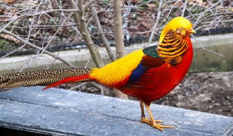 golden-pheasant-1